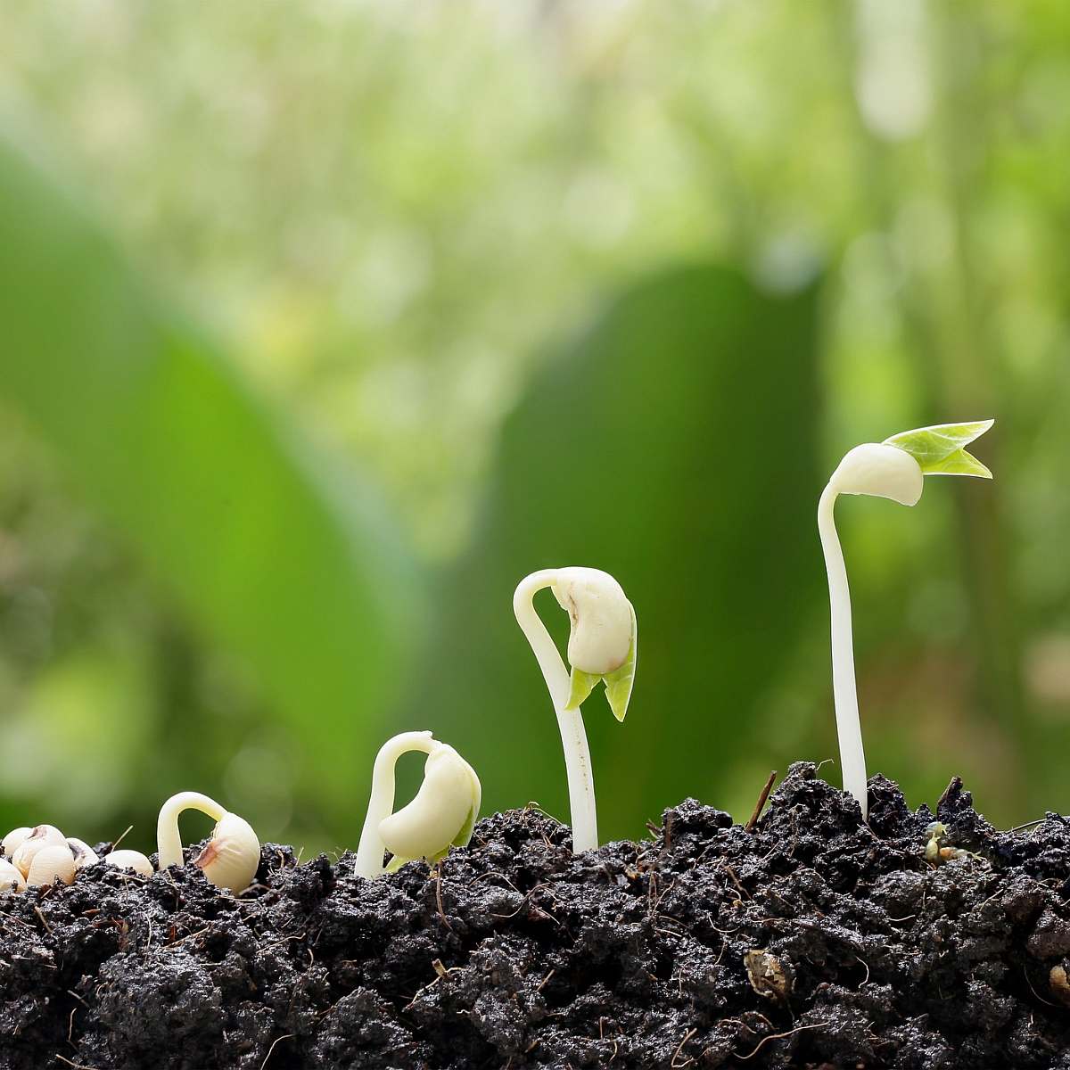 Ss shoots opportunity growth