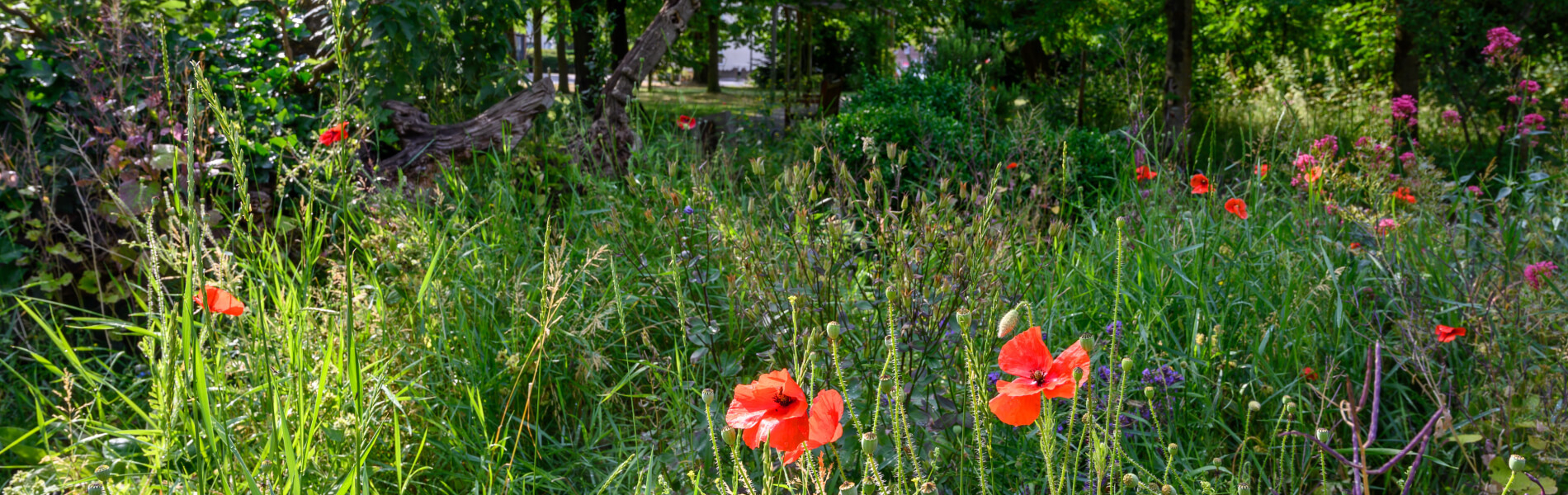 Ss college green in bromley kent this open space near the center of bromley has grass areas flowers and trees photo shows poppies and other wildflowers the borough of bromley is in gr 1