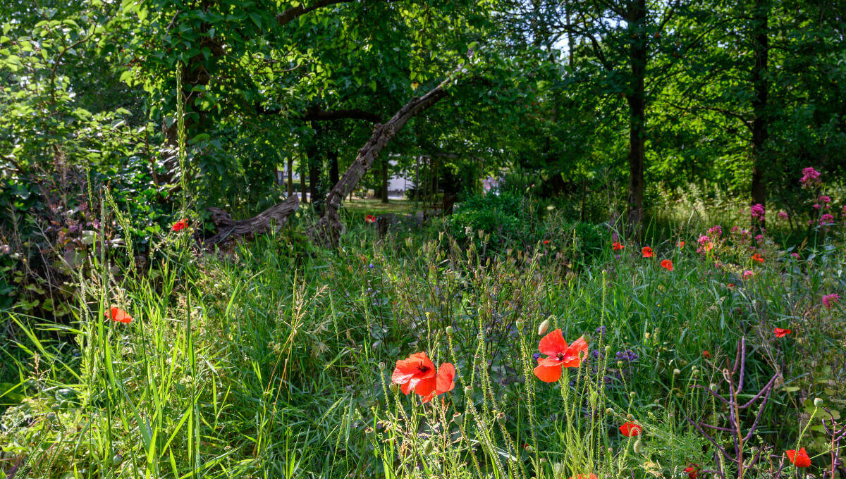 College green in bromley kent 1200x680