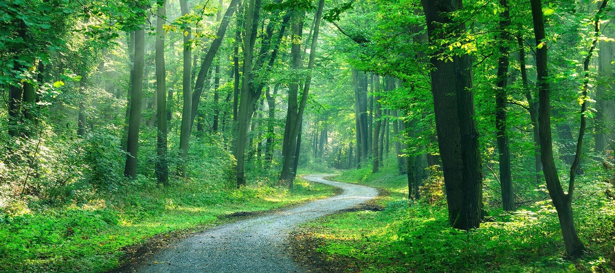 Footpath through woods 1680 x 748