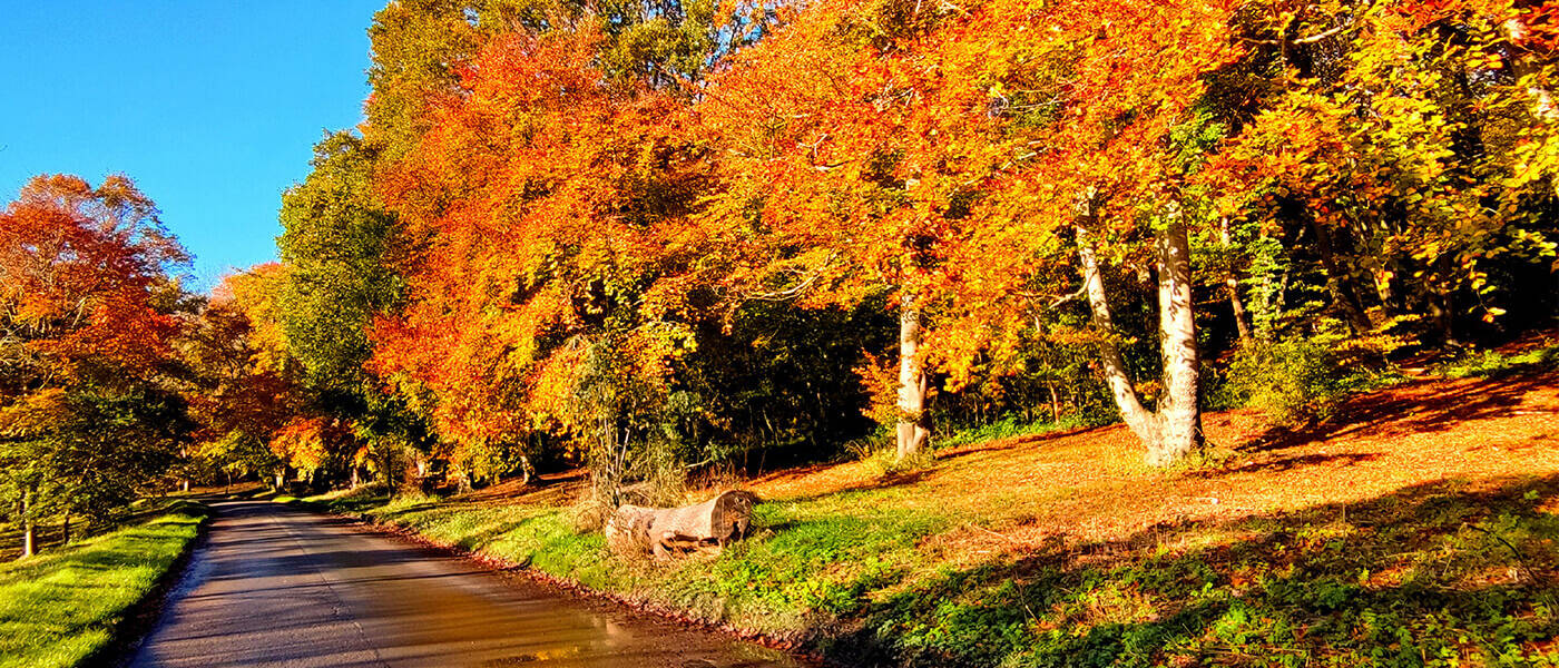 November 2025 calendar 1400pxw copy