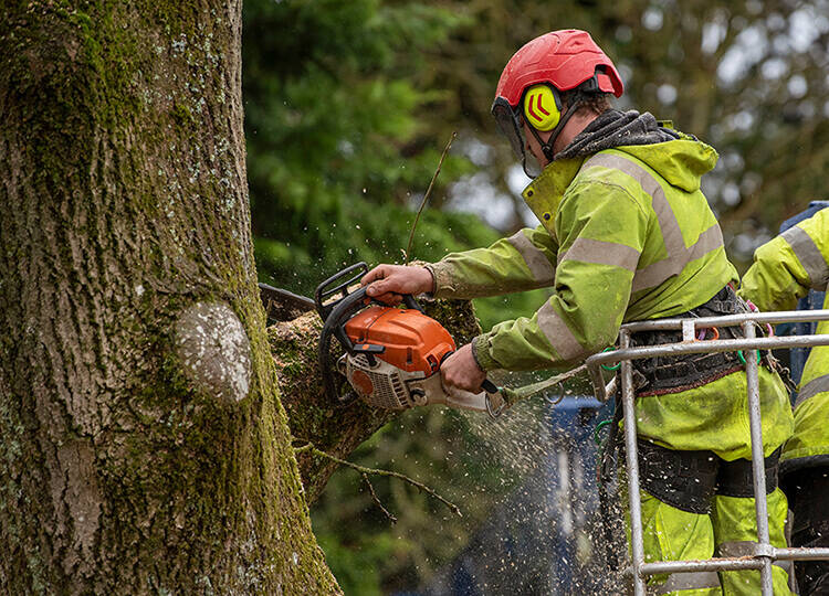 Managing ash tree dieback 750x540