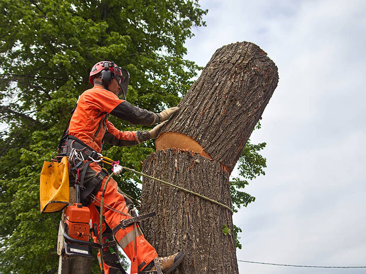 Tree surgeon 720x540