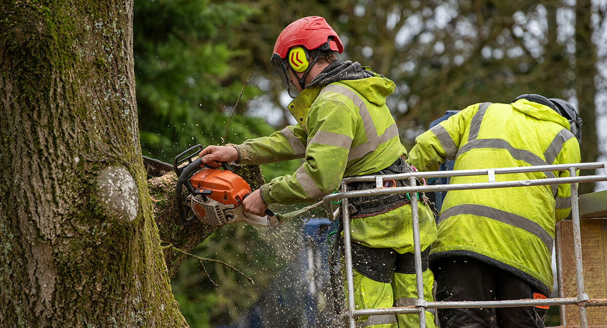 Managing Ash Die Back disease