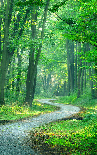 Footpath through woods 640 x 400 portfolio